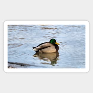 Male Mallard Duck Swimming Along a Beach Sticker